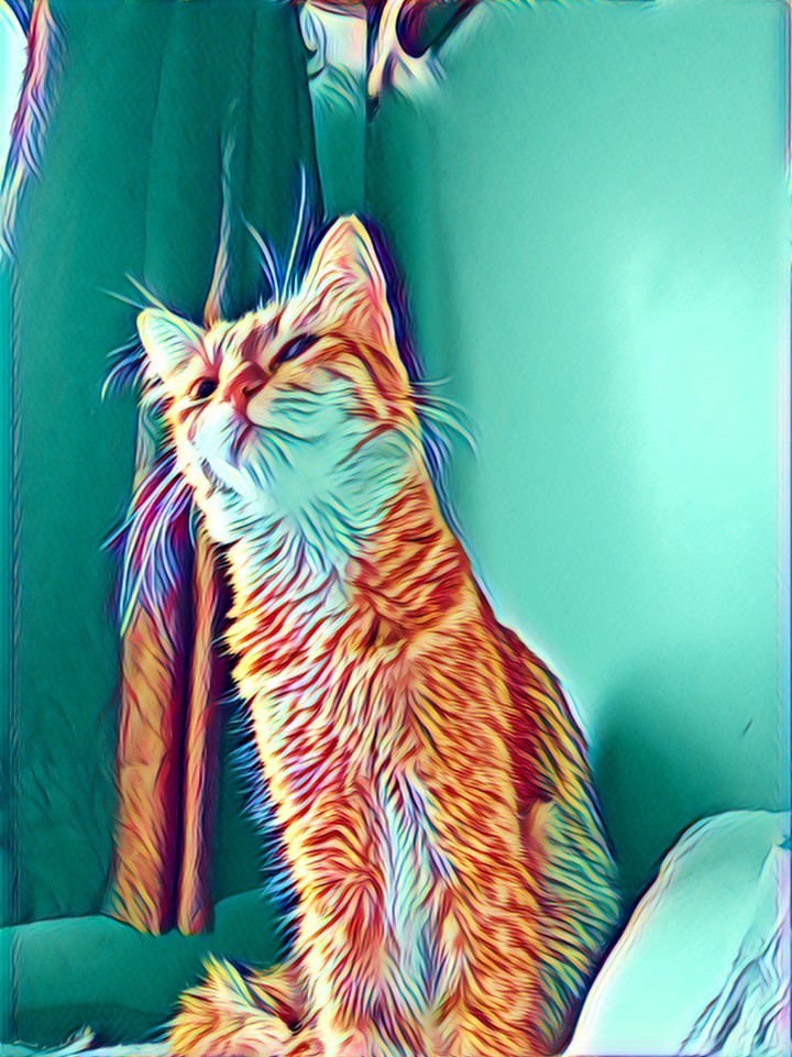 cat portrait