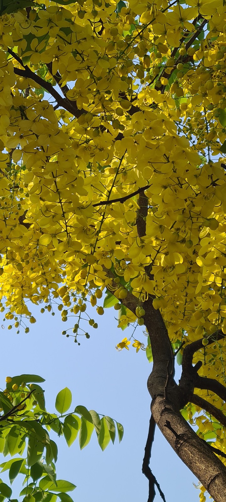 spring