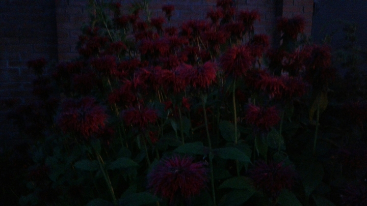 Night flowers