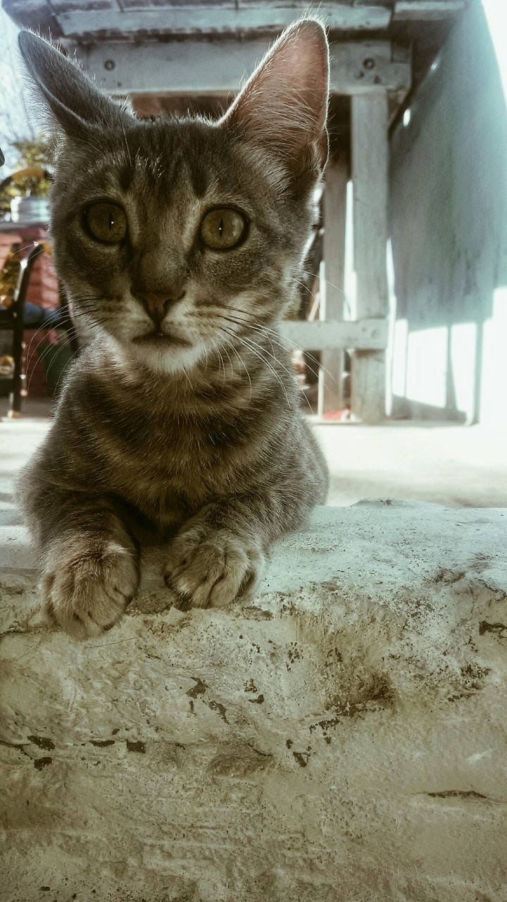cats