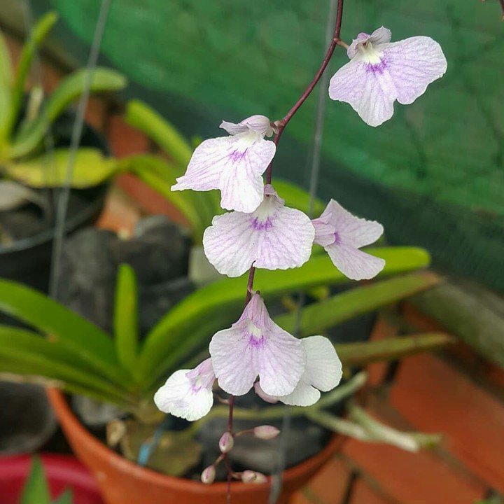 Lonopsis Utricularioides