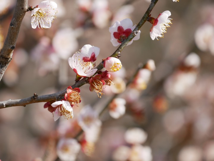 plumblossom