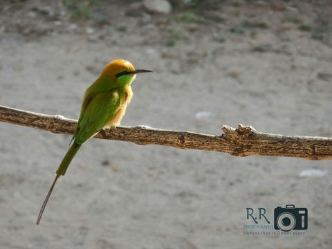 Bird on branch