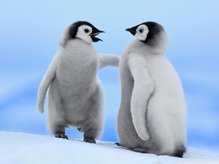 baby penguins
