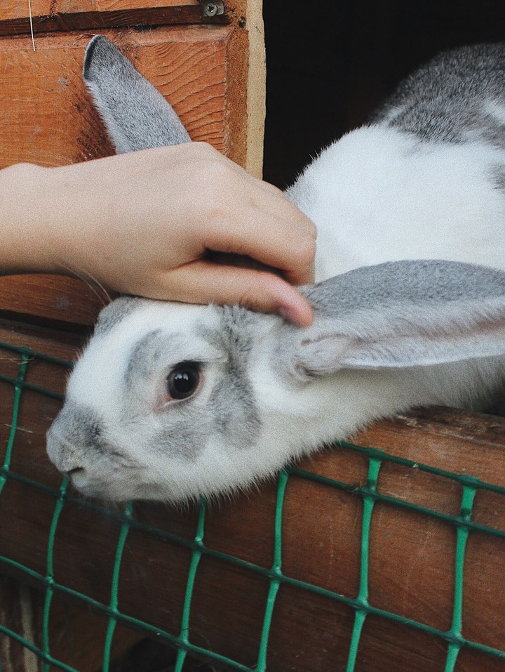 lil rabbit