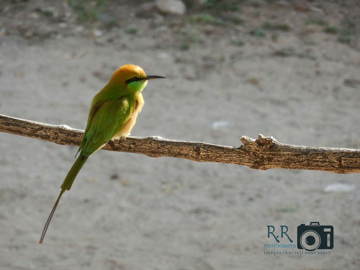 Bird on branch