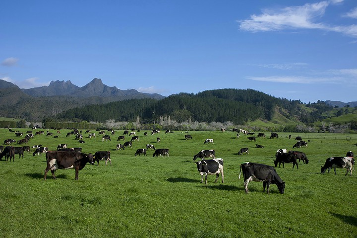 cows
