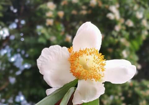 Beautiful flower.