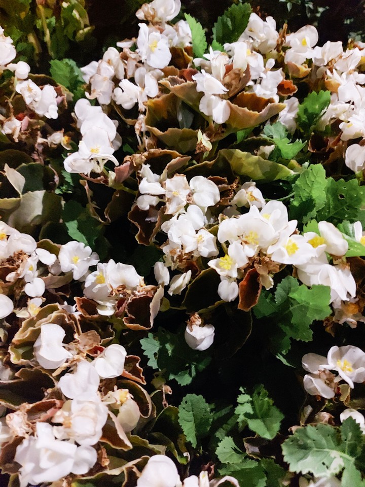 Flowers