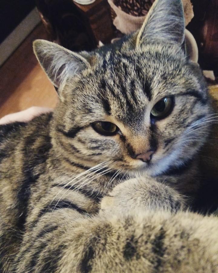 cat