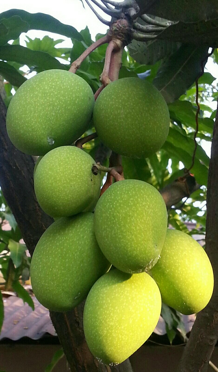 Fresh Mango