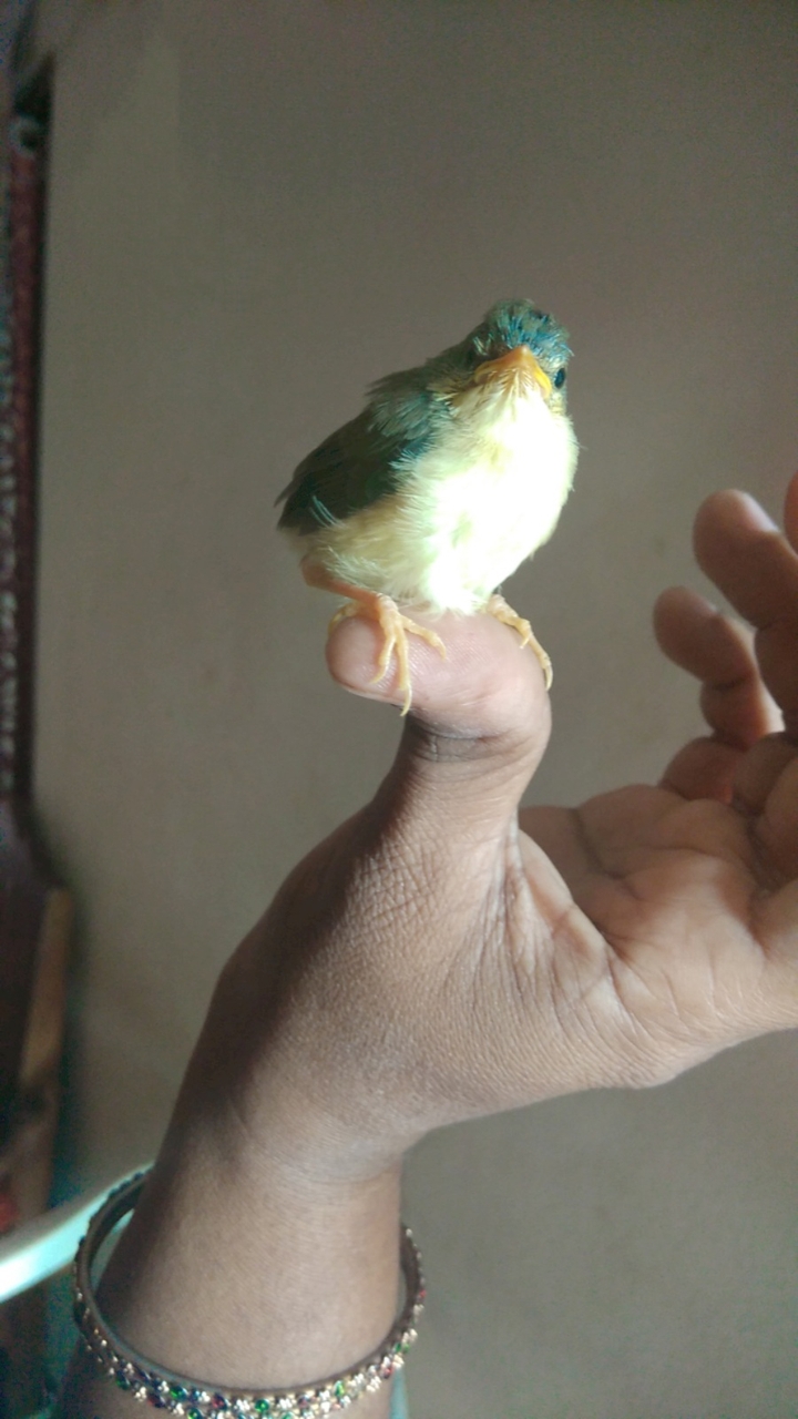 sparrow