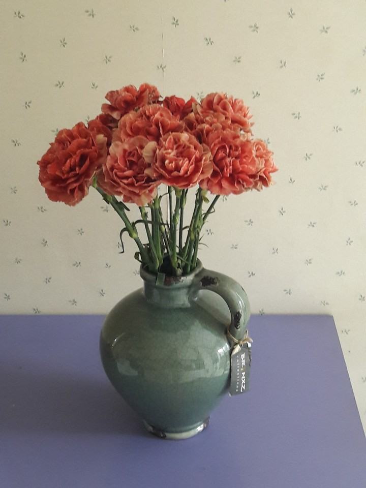 carnation