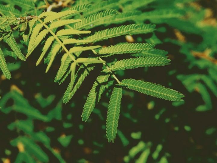 nature