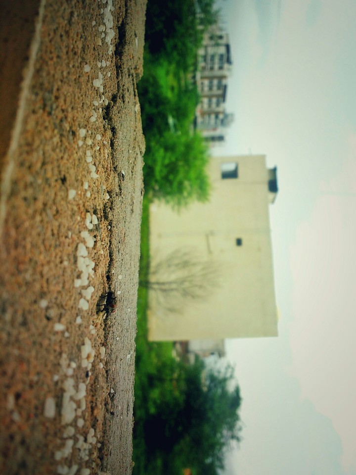 Fly Rice