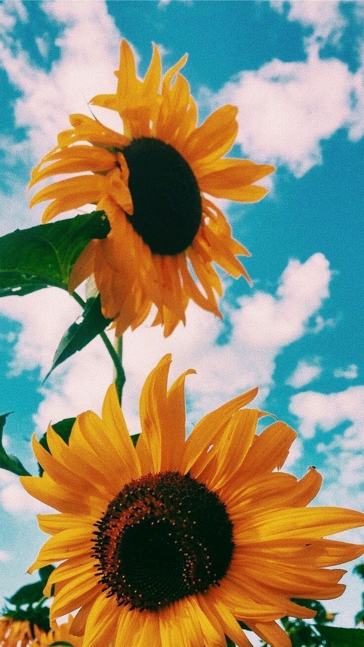 nfjfjf