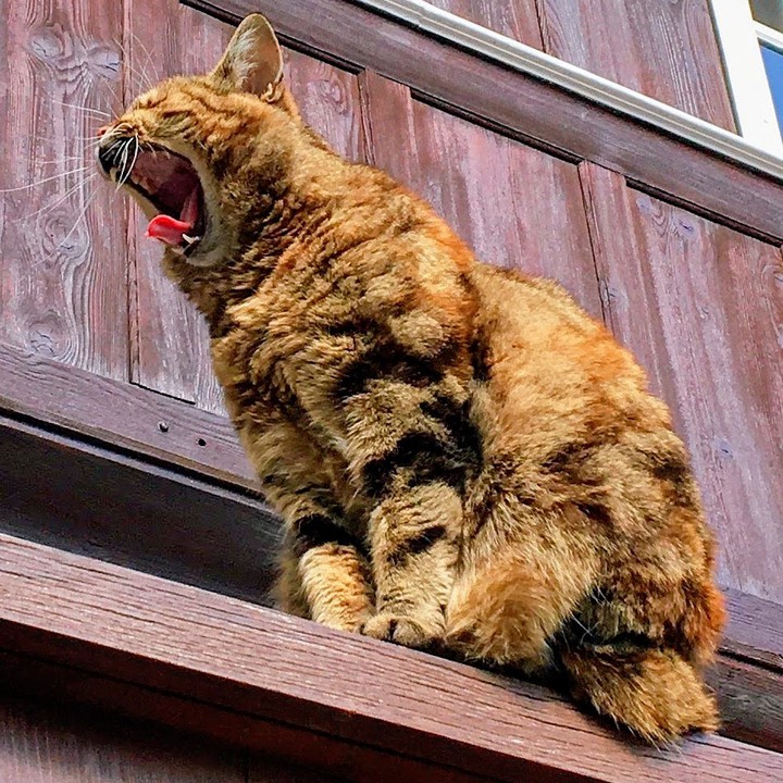 Tired cat