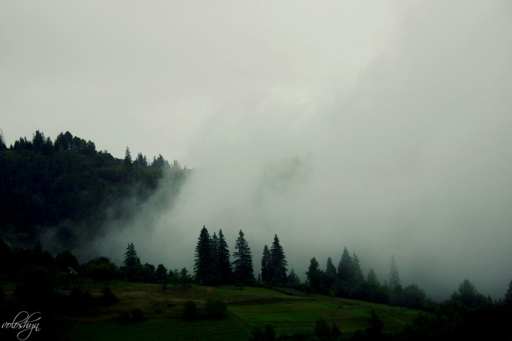 Karpatos, el bosque, лес