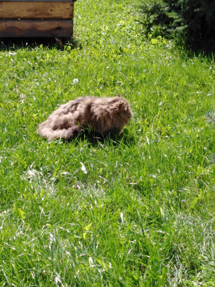 кот