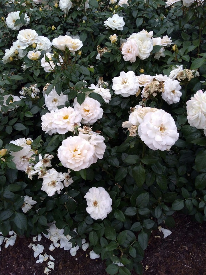flower1
