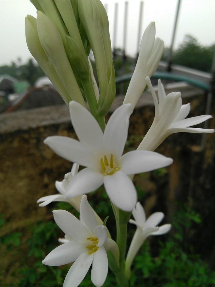 Rojonigondha