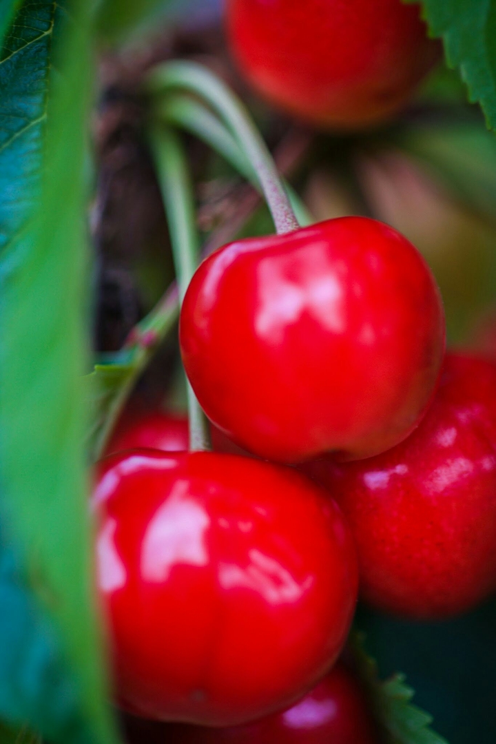 cherry