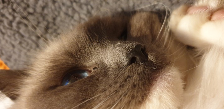 beautiful cat
