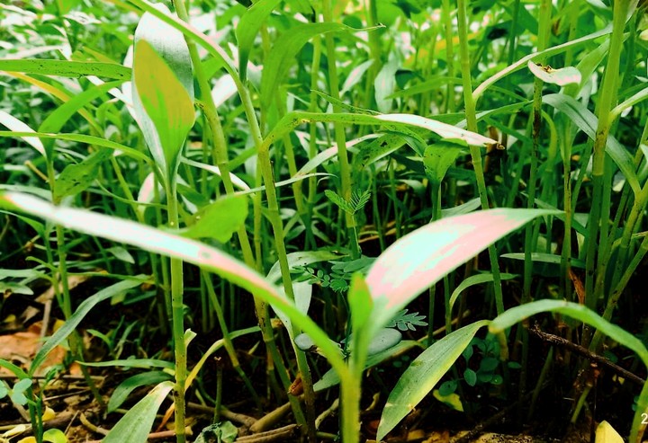 Shortgrasses?