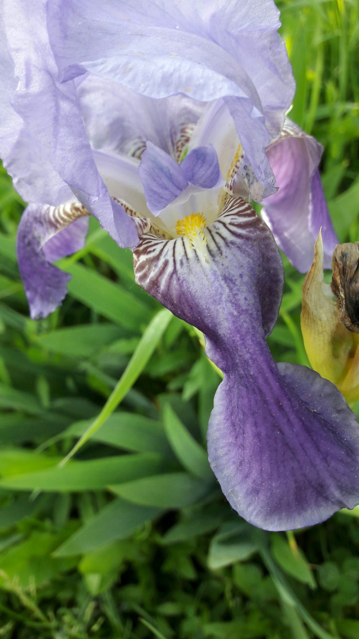 #Flower