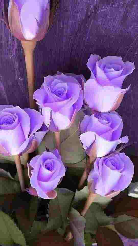 sfondi flower, rose