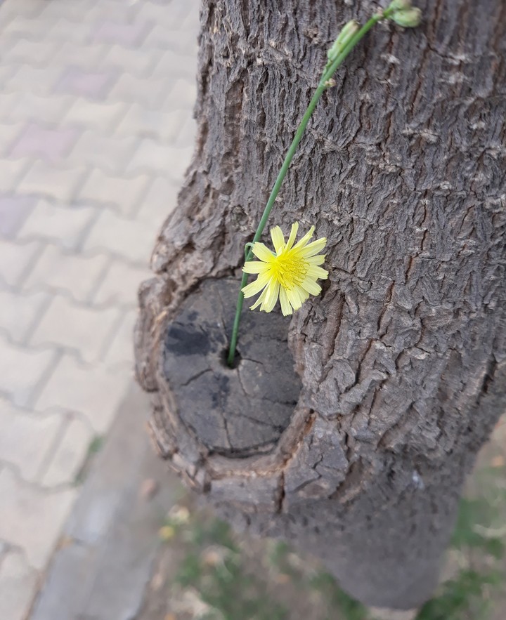 flower