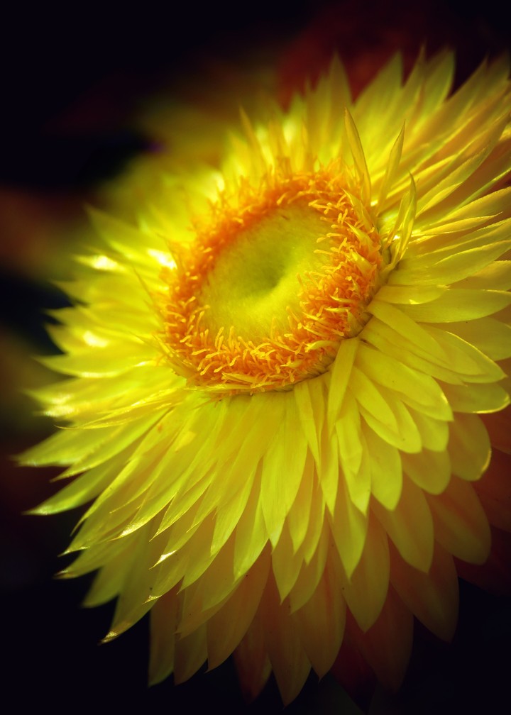 Golden everlasting