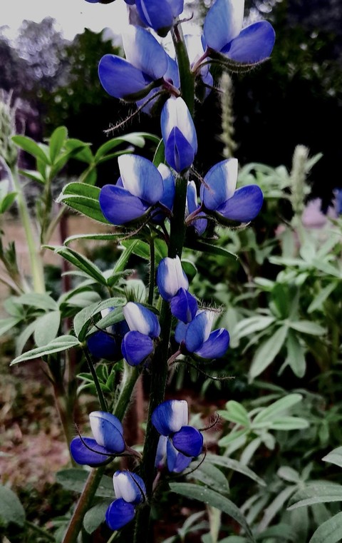 wildflower, flower壁紙