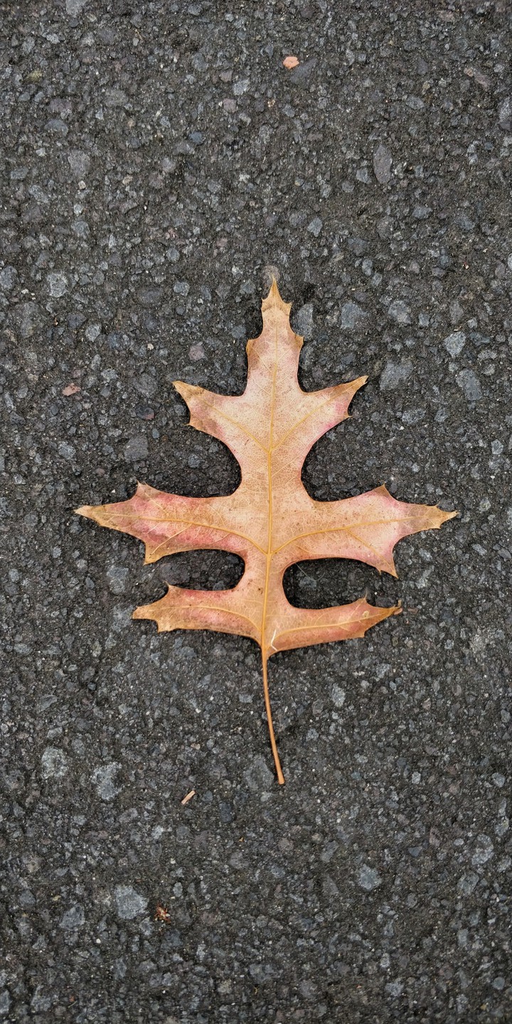alone leaf
