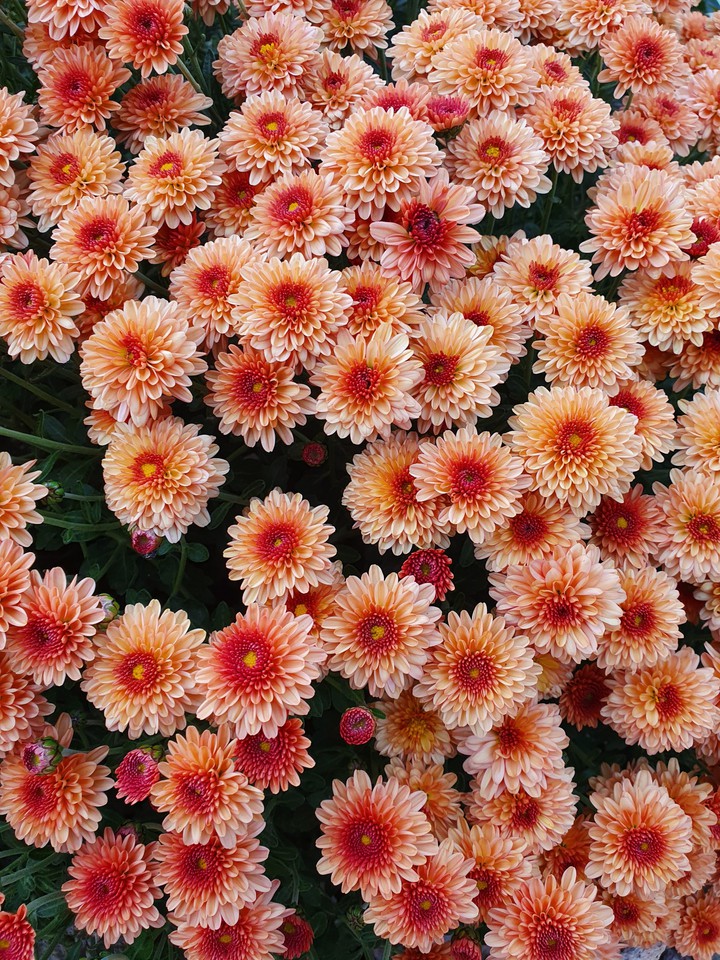 plants