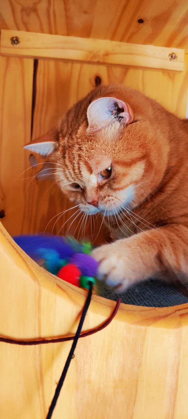 Ginger Cat