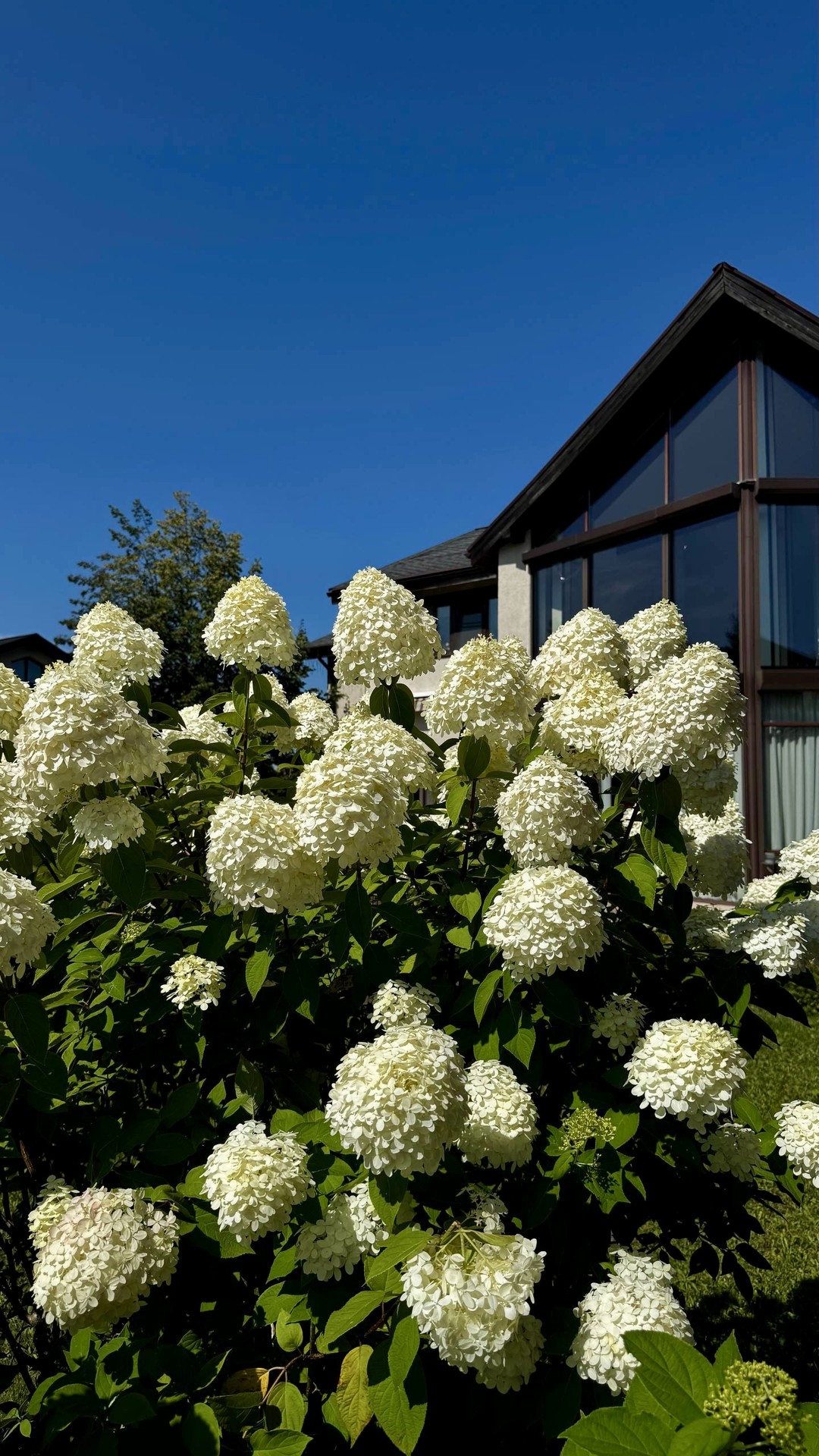papéis de parede cornales, Garden