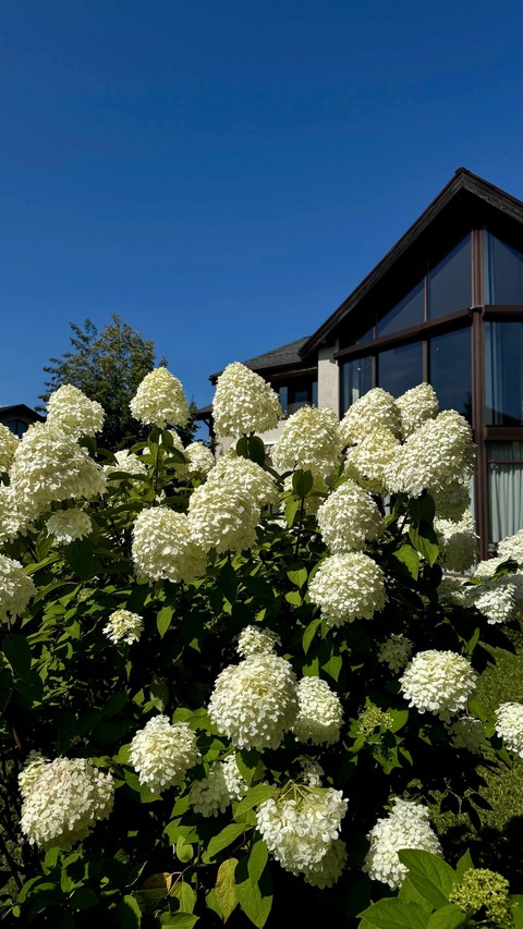 тапети viburnum, cornales