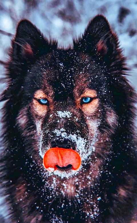 Wolf