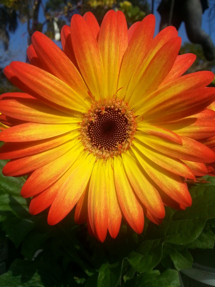 flower