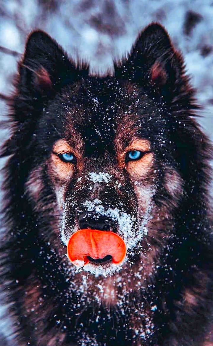 Wolf