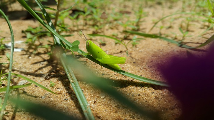Grasshopper