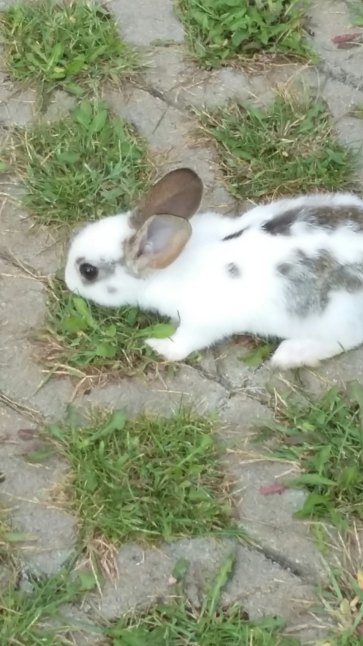 its my rabbit/ én nyulam