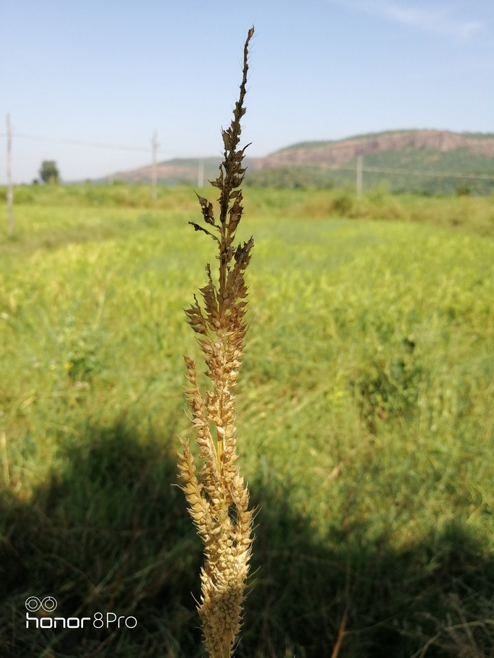 seeds