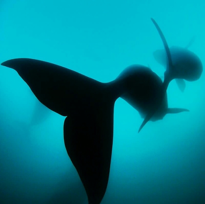 blue sea