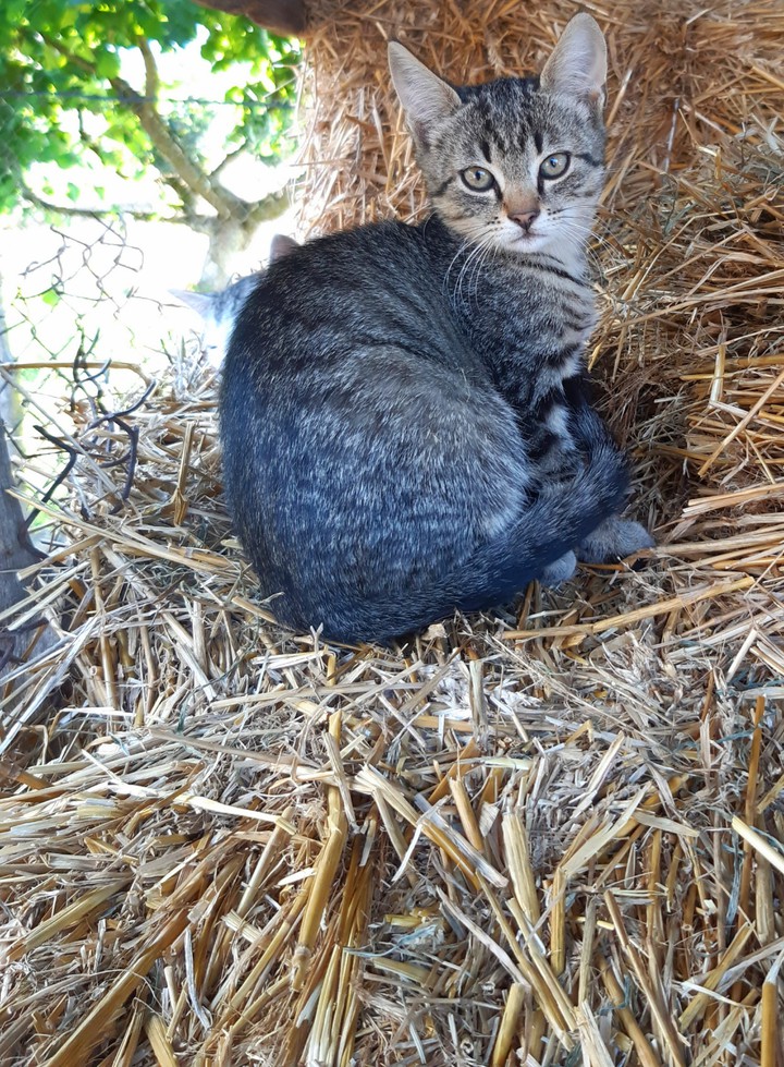 Kitten