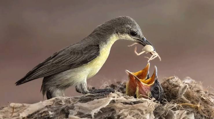 bird feeding