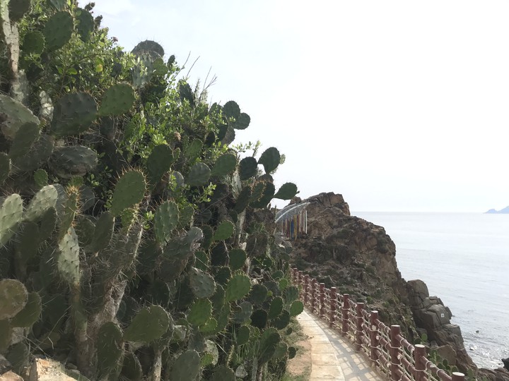 ky co - Quy Nhon - Viet Nam