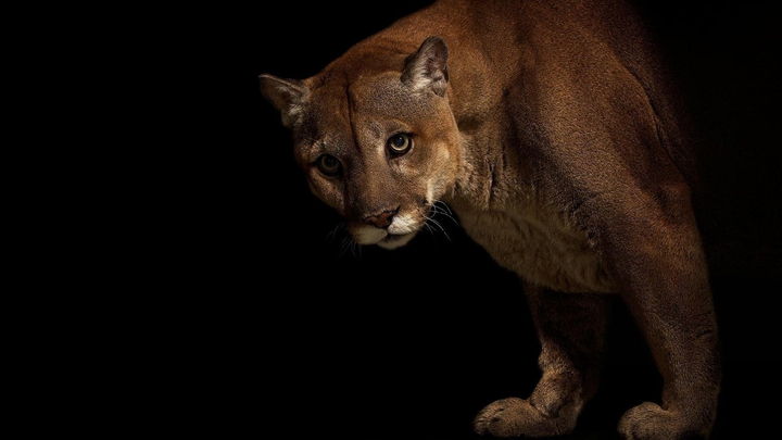 PUMA.