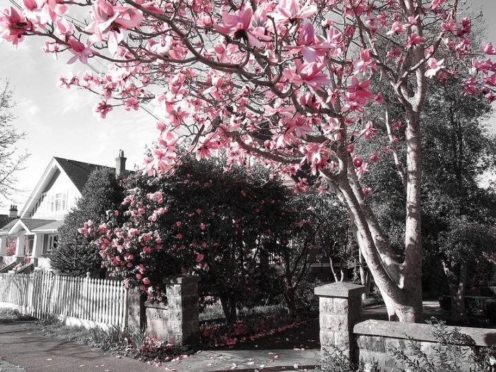 Magnolias